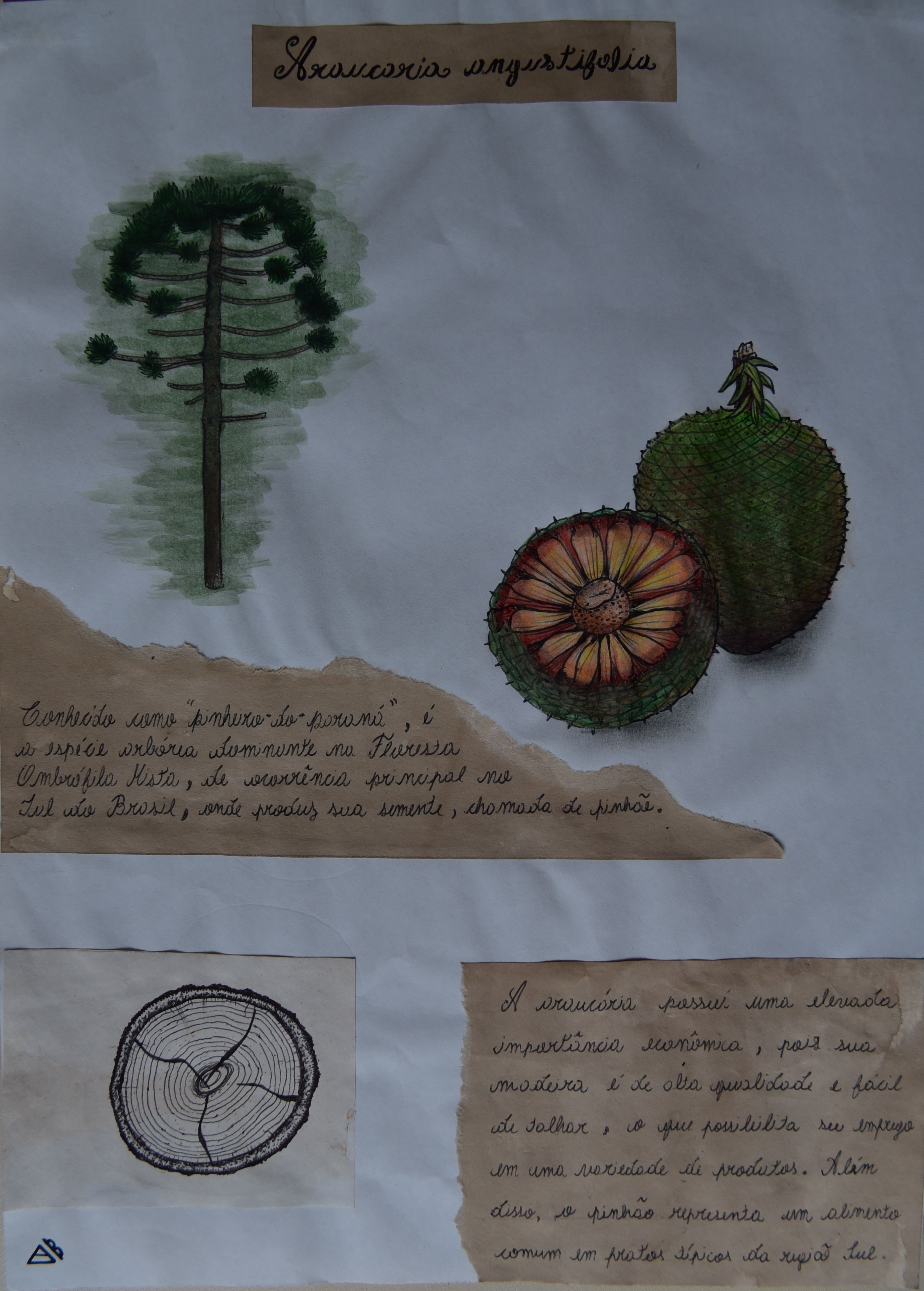 Obra 1 - Araucaria angustifolia